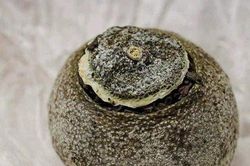 Bất ngờ loại đặc sản nhìn như quả quýt khô nhưng giá lên tới 5 triệu đồng/kg
