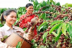 Bảo hộ chỉ dẫn địa lý 'Gia Lai' cho sản phẩm cà phê