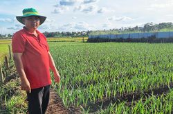 Nhà vườn ở Gia Lai tất bật chuẩn bị hoa Tết