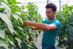 Thanh niên vùng sâu trồng rau công nghệ cao