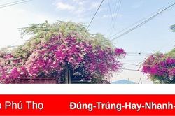 Sắc màu hoa giấy