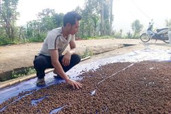 Người dân Phìn Ngan không còn mặn mà với cây sa nhân