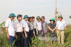 Cá Nâu, giống thủy sản tiềm năng vùng bãi bồi ven biển