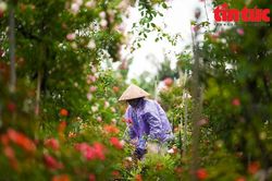 'Thủ phủ' hoa Mê Linh rộn ràng chuẩn bị Festival hoa đầu tiên