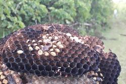Loài có nọc độc nguy hiểm không ngờ là đặc sản giá 500.000 đồng/kg, dân nhậu cực mê