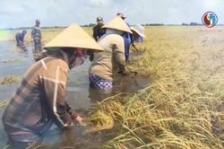 Mô hình sinh kế dựa vào mùa lũ ở ĐBSCL