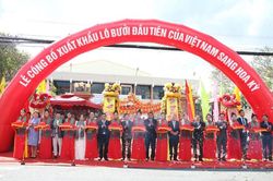 100 tấn bưởi Việt Nam lần đầu 'xuất ngoại' sang thị trường Mỹ