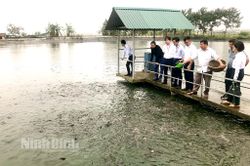 Thu nhập cao từ mô hình thả cá kết hợp nuôi vịt sinh sản