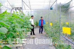 Triển khai các chính sách hỗ trợ về nông nghiệp: Các địa phương cần quyết liệt hơn