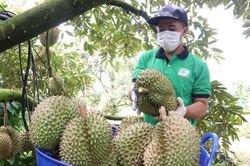 Bộ trưởng Bộ NN&PTNT khuyến cáo người dân không tự ý chặt cây trồng khác để chuyển sang sầu riêng, chanh leo