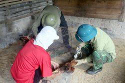 Chủ động phòng, chống dịch bệnh trên đàn gia cầm