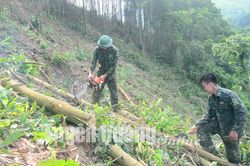 Sản lượng khai thác gỗ rừng trồng cán mốc 1 triệu m3
