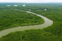 Nỗ lực bảo vệ rừng ngập mặn, nhằm hạn chế tiêu cực của biến đổi khí hậu