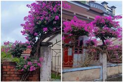 Cây hoa giấy chủ nhà quay mãi không hết ngọn gây xôn xao