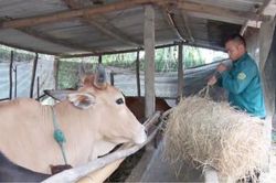 Kinh tế Nông nghiệp - Nông thôn Chủ động bảo vệ đàn trâu bò mùa rét