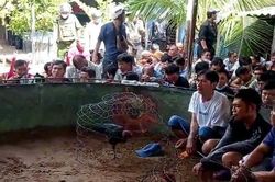 Triệt phá trường gà quy mô lớn tại thành phố Phan Thiết