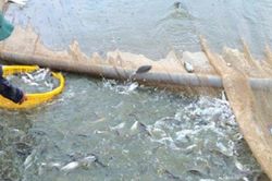 Loài cá ở Việt Nam có tên đáng sợ, trước giá rẻ nay bán 240.000 đồng/kg thành đặc sản ở thành phố