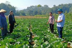 'Đòn bẩy' để nông nghiệp Bảo Thắng phát triển