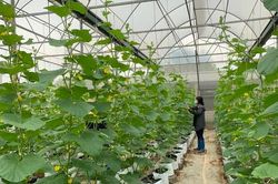 Bắc Giang: Đưa nhanh khoa học công nghệ vào sản xuất, phát triển nông nghiệp, nông thôn