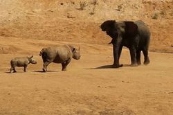 Clip: Tê giác tấn công voi để bảo vệ con