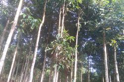 Minh Tân đi lên từ cây quế