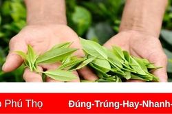 Phú Thọ có 7 doanh nghiệp xuất khẩu uy tín năm 2021