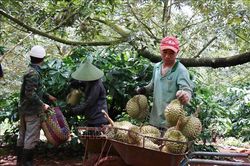 Xây dựng vùng nguyên liệu đạt chuẩn xuất khẩu