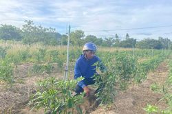 Người uy tín ở Phú Thiện tiên phong phát triển kinh tế