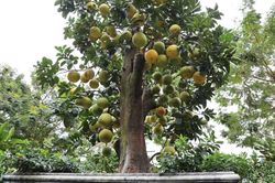Hà Nội: Bưởi cổ thụ giá 100 triệu đồng chờ đại gia đón