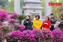 Mê Linh sẵn sàng cho Festival hoa 2022