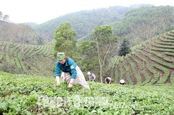 Làng chè vào vụ Tết