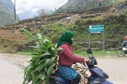 Ứng phó thiệt hại cây trồng, vật nuôi do rét đậm kéo dài