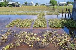 Mưa lớn khiến hàng trăm hécta cây trồng tại Ninh Thuận bị ngập úng