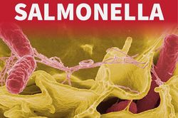 Australia: Bang New South Wales điều tra đợt lây nhiễm vi khuẩn Salmonella