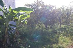 'Bí mật' kinh hoàng giữa vườn điều ở Bình Phước