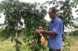 Chuyển đổi cây trồng: 'Chìa khóa' để tăng thu nhập