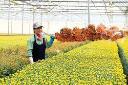 Festival Hoa Đà Lạt - sự kiện văn hóa, du lịch tầm cỡ quốc gia và đẳng cấp quốc tế