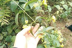 Hai nữ sinh lớp 8 nhập viện do ăn nhầm lá ngón, một trẻ tử vong