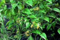 Nữ sinh tử vong do ăn nhầm lá ngón