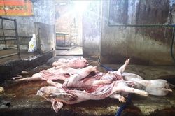 Bắt quả tang cơ sở giết mổ lợn chết mang mầm bệnh dịch tả lợn châu Phi