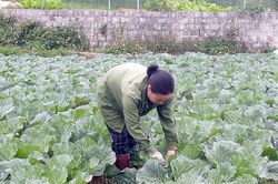 Liên kết nông dân và doanh nghiệp chưa chặt chẽ