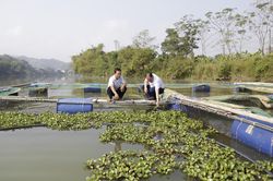 Bảo Yên nuôi thủy sản trên hồ thủy điện