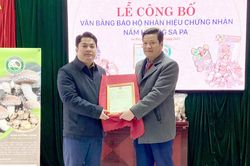 Công bố văn bằng bảo hộ nhãn hiệu chứng nhận nấm hương Sa Pa