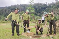 Kinh tế Kinh tế Để đảm bảo mục tiêu trồng rừng thay thế