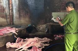 Phát hiện ổ dịch tả lợn châu Phi tại trọng điểm chăn nuôi Đồng Nai