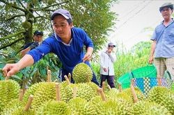 Doanh nghiệp Trung Quốc tiết lộ cách chốt đơn sầu riêng Việt 'nhanh như chớp'