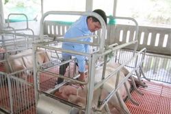 Kinh tế Kinh tế Chẳng giải cứu được mãi