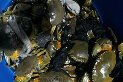 Nông dân Trà Vinh nuôi cua biển mang lại lợi nhuận cao