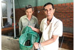 Nuôi lươn không bùn đạt lợi nhuận cao