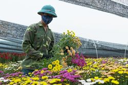 Nông dân Bảo Thắng tập trung sản xuất đáp ứng nhu cầu thị trường tết